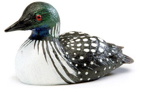 Female Common Loon Duck