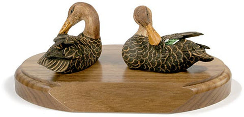 Female Northern Shovelers on a Base