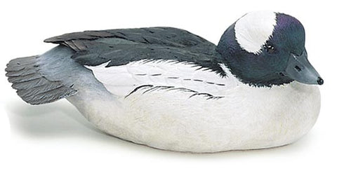 Bufflehead Duck with Lowered Head