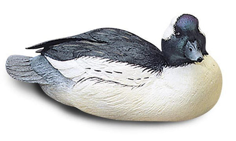 Bufflehead Duck with Tilted Head