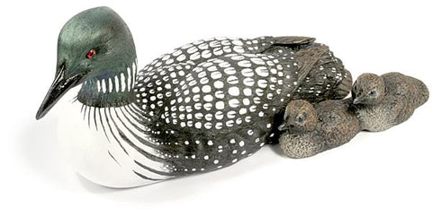 Common Loon Duck and Ducklings