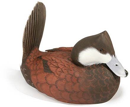 Ruddy Duck