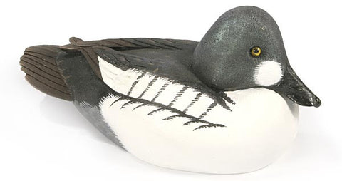 Common Goldeneye