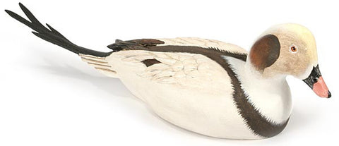 Long-tailed Duck