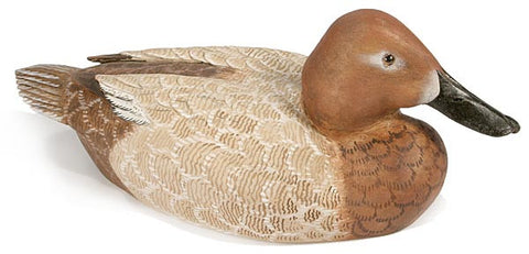 Common Pochard
