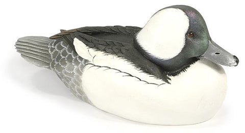 Bufflehead Drake
