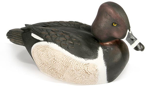 Ring-necked Duck