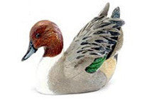 Northern Pintail with Opened Wings