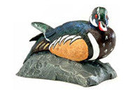Wood Duck on a Rock