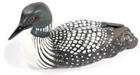 Straight Head Common Loon Duck
