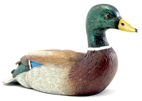 Mallard Duck