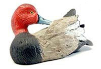 Redhead Duck