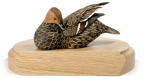 Female Northern Pintail on a Base