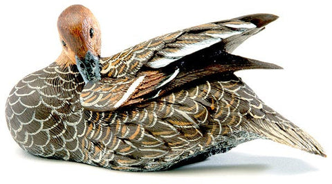 Female Northern Pintail