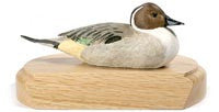 Northern Pintail with Lowered Head on a Base