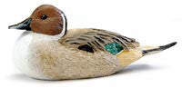 Northern Pintail with Lowered Head
