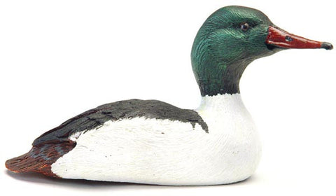 Common Merganser