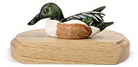 Northern Shoveler on a Base