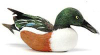 Northern Shoveler