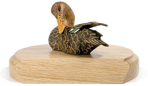 Female Northern Shoveler on a Base