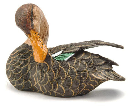 Female Northern Shoveler