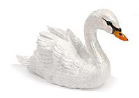 Mute Swan