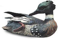 Red-breasted Merganser Drake