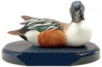 Northern Shoveler on a Base