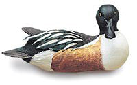 Northern Shoveler Drake
