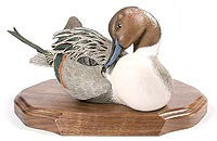 Northern Pintail Drake on a Base