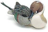 Northern Pintail Drake
