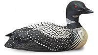 Tilted Head Common Loon Duck