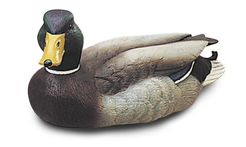 Dark Plumage Mallard