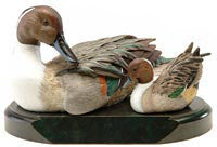 Northern Pintail Drakes on a Base
