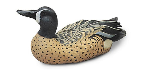 Blue-winged Teal with Pulled Up Head