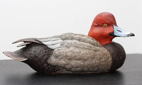 Redhead Duck