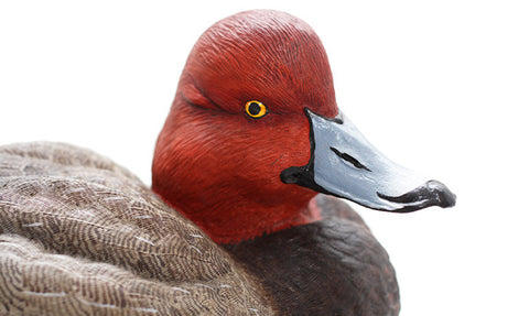 Redhead Duck