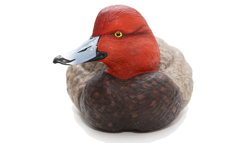 Redhead Duck