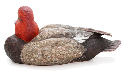 Redhead Duck